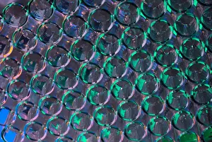 Development Prints: Plant Cells