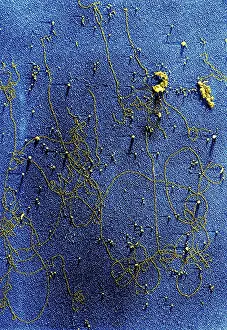 Chlorophyll Prints: Plant Genetics, Chloroplast DNA, TEM