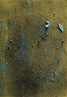 Chlorophyll Prints: Plant Genetics, Chloroplast DNA, TEM