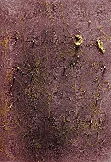 Chlorophyll Prints: Plant Genetics, Chloroplast DNA, TEM