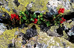 Rock Prints: Plant growing through rocks