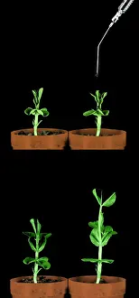 Drop Prints: Plant Treated With Gibberellic Acid