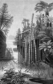 Triassic Prints: Plants of the Triassic Period