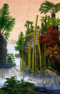 Triassic Prints: Plants of the Triassic Period