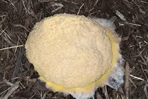 Eggs Prints: Plasmodial slime mold