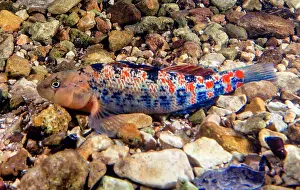Arkansas Prints: Plateau Orange-throat Darter (Etheostoma spectabile squamosum)