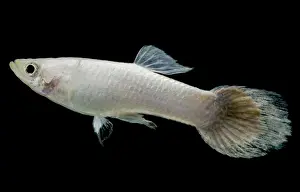 Morph Prints: Platinum Guppy (Poecilia reticulata)