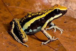 Pleasing Poison Frog