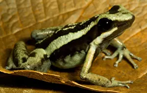 Coloration Prints: Pleasing Poison Frog