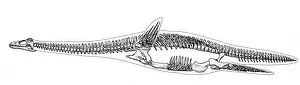 Time Prints: Plesiosauria Skeleton, Mesozoic Reptile