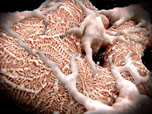 Blood Prints: Podocytes on a glomerulus filtering the blood