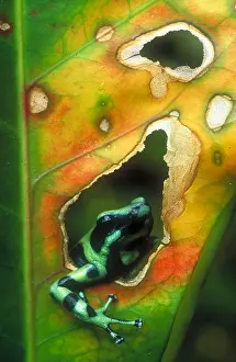 Leaf Prints: Poison arrow frog