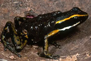 Back Prints: Poison Arrow Frog with Tadpoles