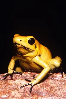 Central Prints: Poison Dart Frog