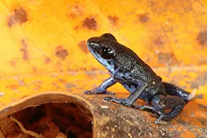 Arrow Prints: Poison Dart Frog (Oophaga pumilio)