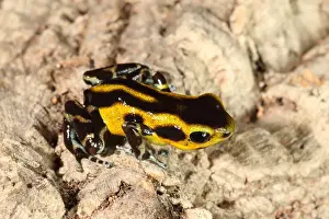 Coloration Prints: Poison Dart Frog (Oophaga pumilio)