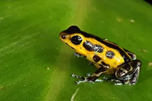 Coloration Prints: Poison Dart Frog (Oophaga pumilio)