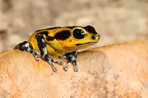 Coloration Prints: Poison Dart Frog (Oophaga pumilio)