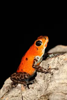 2017 Prints: Poison Dart Frog (Oophaga pumilio)