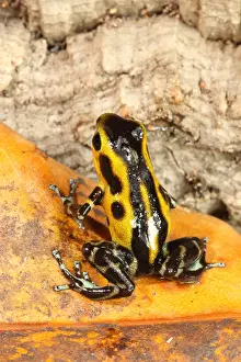 Coloration Prints: Poison Dart Frog (Oophaga pumilio)