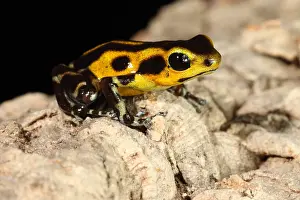 Coloration Prints: Poison Dart Frog (Oophaga pumilio)