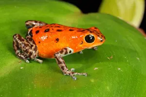 2017 Prints: Poison Dart Frog (Oophaga pumilio)
