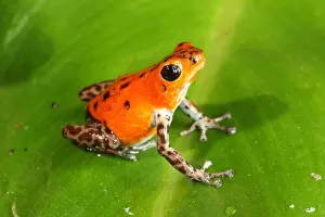 Colorful Prints: Poison Dart Frog (Oophaga pumilio)
