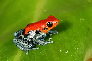 Morph Prints: Poison Dart Frog (Ranitomeya amazonica)