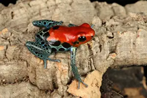 Many Science & Medical Prints: Poison Dart Frog (Ranitomeya amazonica)