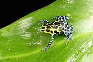 Morph Prints: Poison Dart Frog (Ranitomeya variabilis)