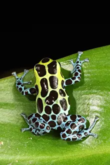 Morph Prints: Poison Dart Frog (Ranitomeya variabilis)