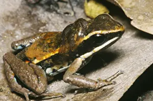 Toxic Prints: Poison Dart Frog with Tadpoles