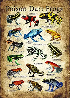 Arrow Prints: Poison Dart Frogs