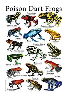 Poster Prints: Poison Dart Frogs