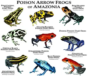 2015 Prints: Poison Dart Frogs of Amazonia