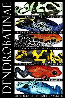 Type Prints: Poison Dart Frogs, Poster