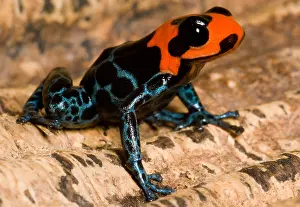 Alkaloids Prints: Poison Frog
