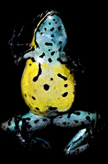 Poison Frog
