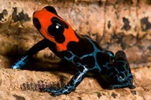 Alkaloids Prints: Poison Frog
