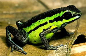 Coloration Prints: Poison Frog