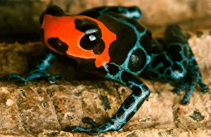 Coloration Prints: Poison Frog