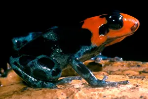 Coloration Prints: Poison Frog
