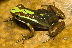 Transport Prints: Poison Frog with Tadpoles