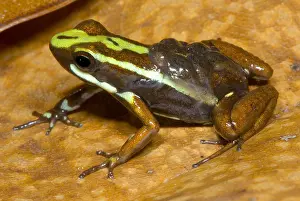 Transport Prints: Poison Frog with Tadpoles