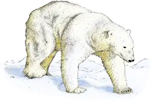 Bear Prints: Polar Bear