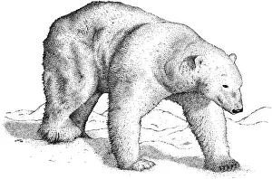 Bear Prints: Polar Bear