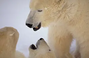 Horizontal Prints: Polar bears. Churchill, Canada