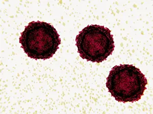 Virus Prints: Poliovirus, 3D illustration