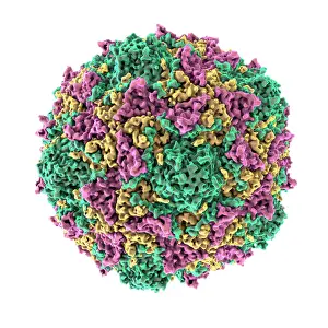 Pathogen Prints: Poliovirus