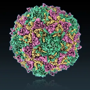 Pathogen Prints: Poliovirus